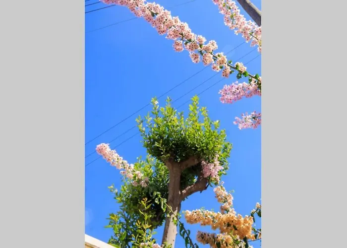 Casa La Rosa Lägenhet